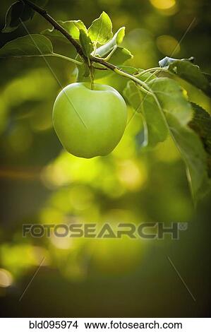 Picture - Green apple growing on tree. Fotosearch