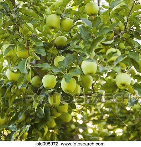 Stock Image - Green apples growing on tree. Fotosearch