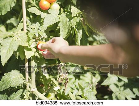 Stock Photography - Hispanic girl picking tomato from vine. Fotosearch