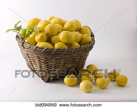 Lemons overflowing in basket View Large Photo Image Stock Photo - Lemons overflowing in basket. Fotosearch