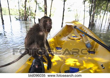 Stock Photography - Monkey sitting on kayak in water. Fotosearch