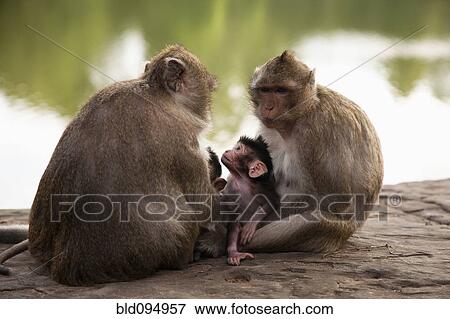Stock Photo - Monkeys sitting near river. Fotosearch