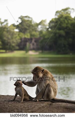 Stock Photograph - Monkeys sitting near river. Fotosearch