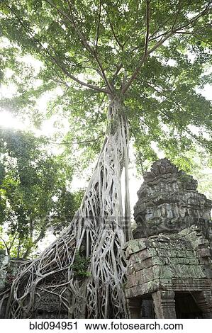 Ruins in Ta Prohm temple View Large Photo Image Stock Image - Ruins in Ta Prohm temple. Fotosearch