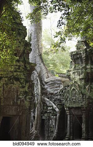 Stock Photo - Ruins in Ta Prohm temple. Fotosearch