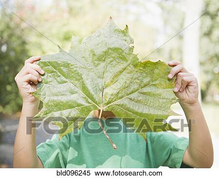 Caucasian boy holding large leaf View Large Photo Image Stock Photography - Caucasian boy holding large leaf. Fotosearch
