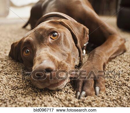 Stock Photo - Close up of dog laying on floor. Fotosearch