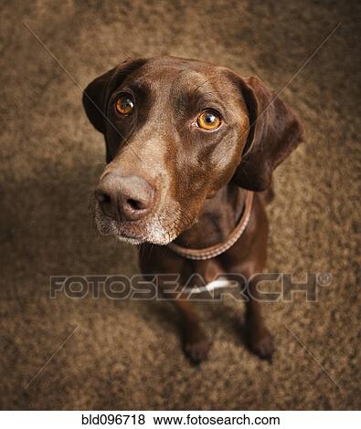 Stock Photo - Curious dog sitting on floor. Fotosearch