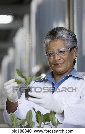 African scientist examining seedlings in factory View Large Photo Image Stock Image - African scientist examining seedlings in factory. Fotosearch
