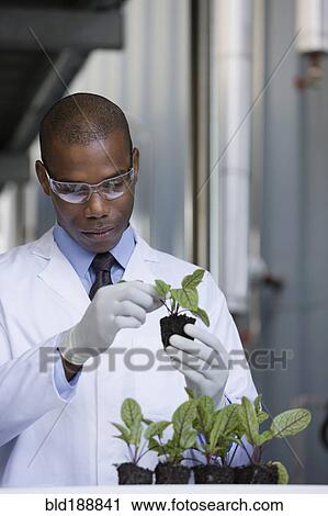 Stock Image - African scientist examining seedlings in factory. Fotosearch