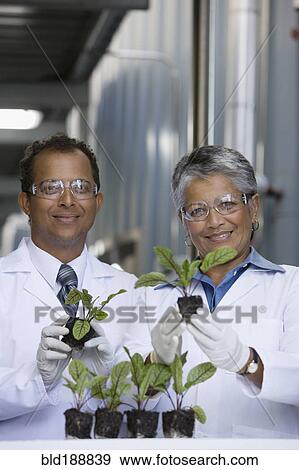 African scientists examining seedlings in factory View Large Photo Image Stock Photo - African scientists examining seedlings in factory. Fotosearch