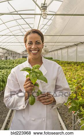 Black chef holding basil leaves in greenhouse View Large Photo Image Stock Photo - Black chef holding basil leaves in greenhouse. Fotosearch