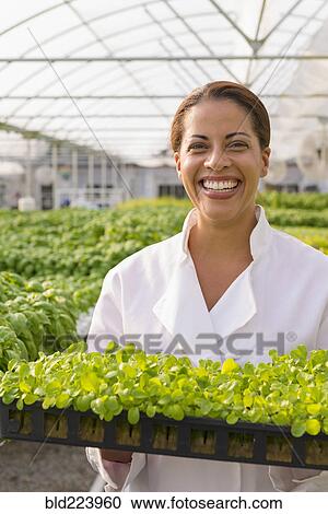 Black chef standing in greenhouse holding tray of plants View Large Photo Image Stock Image - Black chef standing in greenhouse holding tray of plants. Fotosearch
