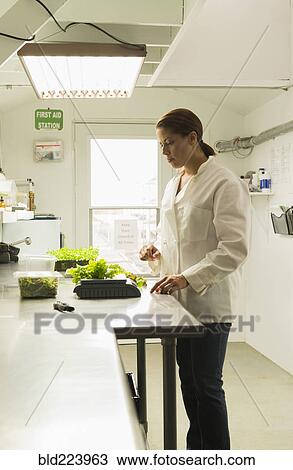 Stock Image - Black chef weighing green plants for salad. Fotosearch