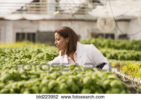 Black scientist checking green basil plants in greenhouse View Large Photo Image Stock Image - Black scientist checking green basil plants in greenhouse. Fotosearch