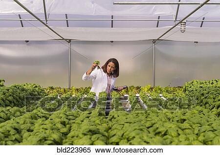Stock Photography - Black scientist examining green basil plant in greenhouse. Fotosearch