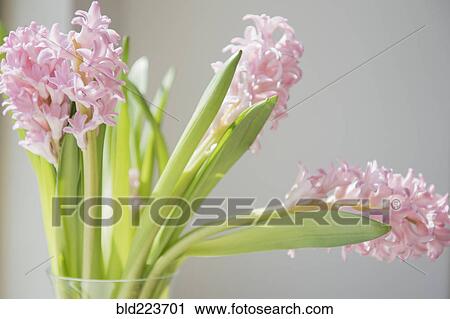 Bouquet of pink flowers in vase View Large Photo Image Stock Image - Bouquet of pink flowers in vase. Fotosearch
