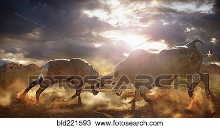 Stock Image - Bull and ram fighting in dusty field. Fotosearch