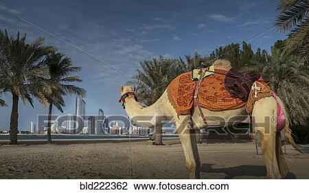 Stock Image - "Camel looking at distant city, Abu Dhabi, Abu Dhabi Emirate, United Arab Emirates, ". Fotosearch