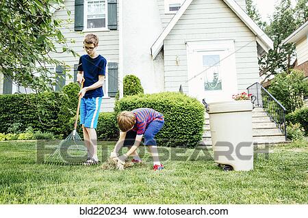 Picture - Caucasian brothers raking leaves in front lawn. Fotosearch