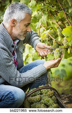 Caucasian farmer examining grapes on vines View Large Photo Image Stock Photography - Caucasian farmer examining grapes on vines. Fotosearch