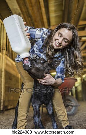 Stock Image - Caucasian farmer feeding calf milk from bottle. Fotosearch