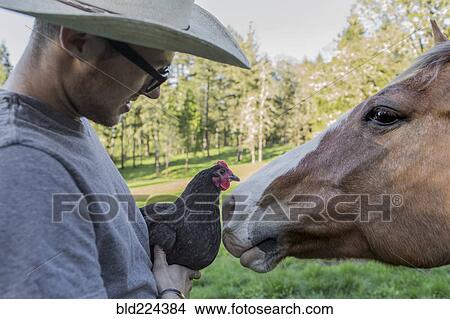 Caucasian farmer holding chicken face to face with horse View Large Photo Image Picture - Caucasian farmer holding chicken face to face with horse. Fotosearch