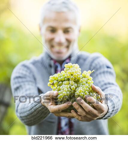 Stock Photograph - Caucasian farmer holding grapes in vineyard. Fotosearch