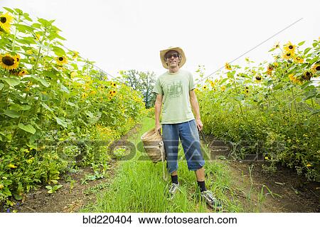 Picture - Caucasian farmer standing in rows of sunflowers. Fotosearch