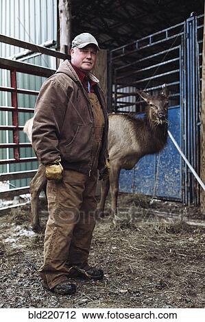 Stock Image - Caucasian farmer working with elk in stable. Fotosearch