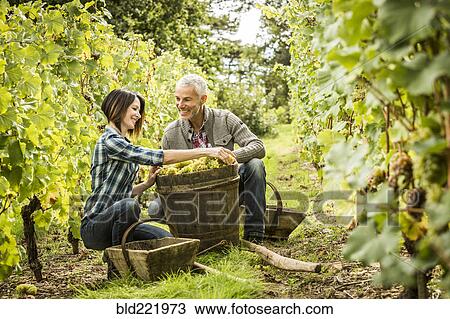 Stock Image - Caucasian farmers picking grapes in vineyard. Fotosearch