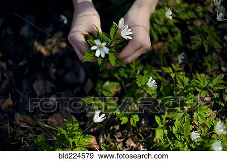 Stock Photo - Caucasian girl picking flowers from ground. Fotosearch