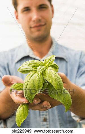 Caucasian man holding green basil plant View Large Photo Image Stock Photo - Caucasian man holding green basil plant. Fotosearch
