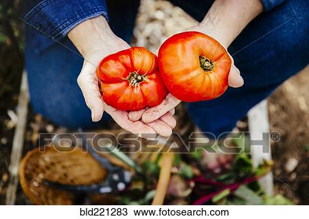 Caucasian woman holding tomatoes in garden View Large Photo Image Stock Image - Caucasian woman holding tomatoes in garden. Fotosearch