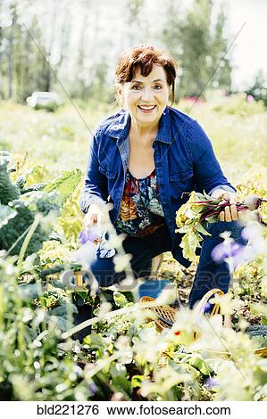 Stock Photograph - Caucasian woman picking vegetables in garden. Fotosearch