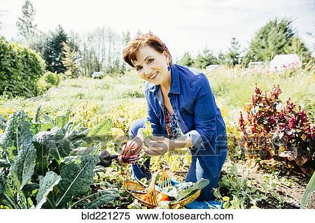 Caucasian woman picking vegetables in garden View Large Photo Image Stock Photography - Caucasian woman picking vegetables in garden. Fotosearch