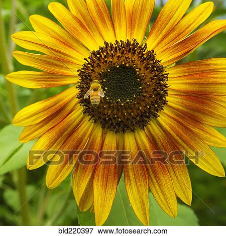 Close up of bee collecting pollen from sunflower View Large Photo Image Stock Photo - Close up of bee collecting pollen from sunflower. Fotosearch