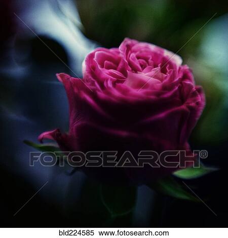 Close up of blooming flower View Large Photo Image Stock Photography - Close up of blooming flower. Fotosearch