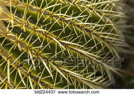 Stock Photo - Close up of cactus needles. Fotosearch