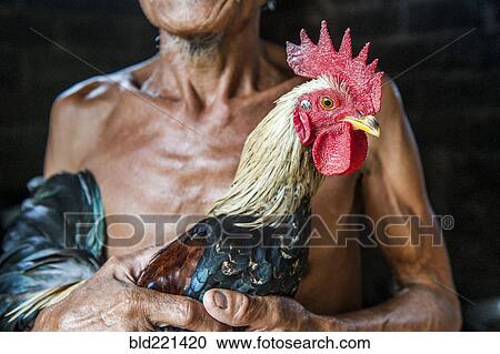 Close up of farmer holding chicken View Large Photo Image Stock Image - Close up of farmer holding chicken. Fotosearch
