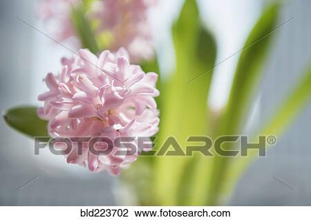 Stock Image - Close up of pink flowers in vase. Fotosearch