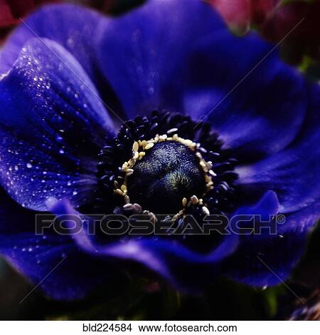 Close up of water droplets on flower View Large Photo Image Picture - Close up of water droplets on flower. Fotosearch