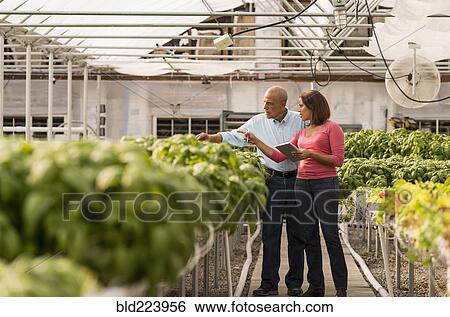 Stock Photograph - Couple checking green basil plants in greenhouse. Fotosearch