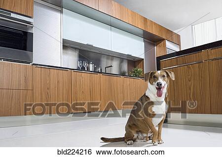 Dog panting on floor of modern kitchen View Large Photo Image Stock Photograph - Dog panting on floor of modern kitchen. Fotosearch