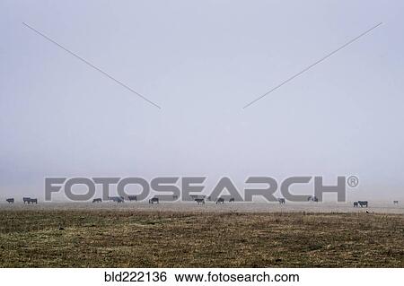 Stock Photograph - Flock of cattle in misty field. Fotosearch