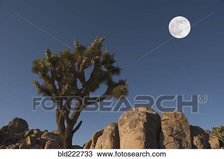 Stock Image - "Full moon above Joshua tree and rocks, Mojave Desert, California, United States, ". Fotosearch