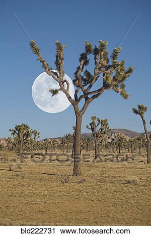 "Full moon above Joshua trees in Mojave Desert, California, United States, " View Large Photo Image Stock Image - "Full moon above Joshua trees in Mojave Desert, California, United States, ". Fotosearch