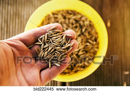 Stock Photography - Hand holding grass seeds from bowl. Fotosearch