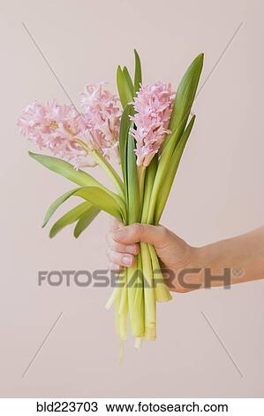 Stock Image - Hand of Caucasian woman holding bouquet of pink flowers. Fotosearch