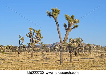 Stock Image - "Joshua trees in Mojave Desert, California, United States, ". Fotosearch